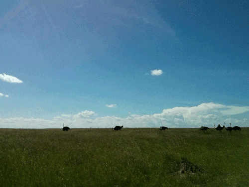 Animated Traffic in Masai Mara.