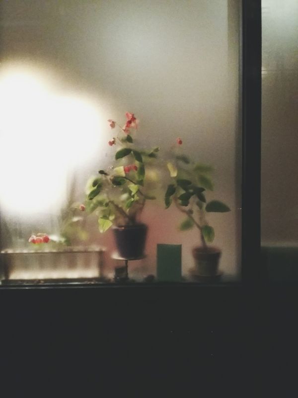 window with flowers. · Paris France Window shopping window view Plants Night Lights night time night Dim Light Winter